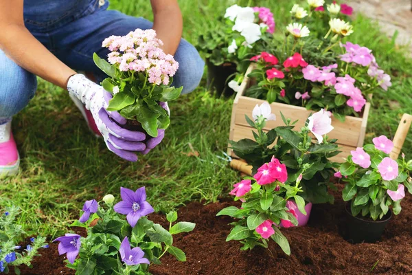 Lire la suite à propos de l’article Quelles sont les fleurs et les plantes à prioriser pour le jardinage en balcon ?
